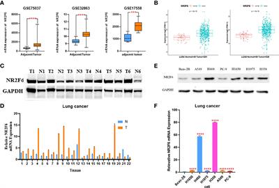 Frontiers The Expression And Biological Effect Of Nr F In Non Small